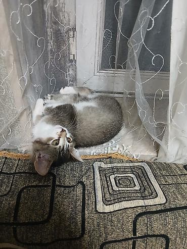 pişik sumkası: Pişik 5 aylıqdır, erkəkdi çox mehribandı.Yemeyi baxımı hər şeyinə — 3