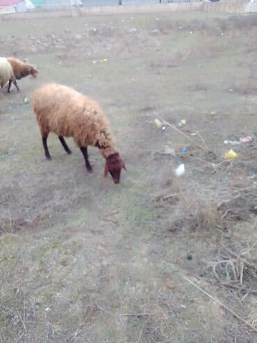 где купить собаку в баку: Dişi Quzu satılır istəyən olsa yazsın video sun atım baxın real — 3