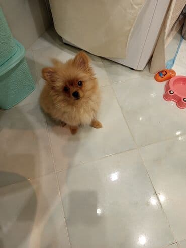 Heyvanlar üçün mallar: Şpitz, 3 ay, Erkek — 2