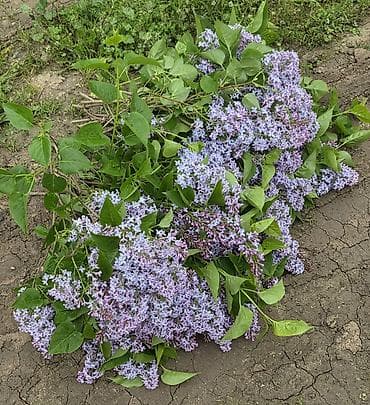 qaynana dili gulu: Məhsul: Yasəmən (Syringa vulgaris) – kəsilmiş budaqlar və ya kol — 7
