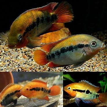 Balıqlar: Cixlid balığı, Yırtıcı — 1