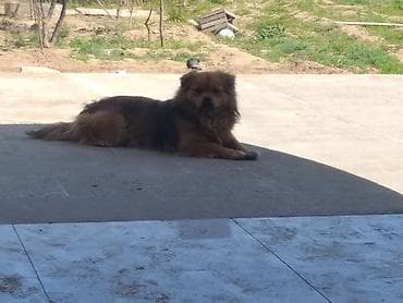 Şpitz lalafo.az -da Şpitz