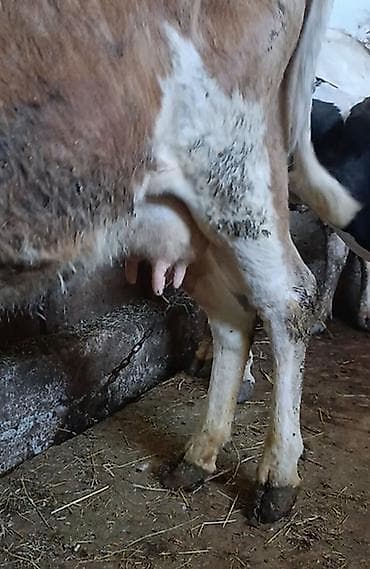 Inəklər, öküzlər: Salam yanindaki balasi 3cu balasıdı. Balasi ivanovka cinsidi — 3