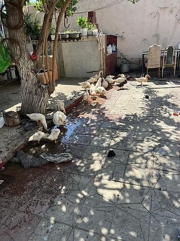 qus adlari: Kuban danışan ördəklər içində bir dənə belə yaşlı yoxdu hamısı 3,4,5 — 4
