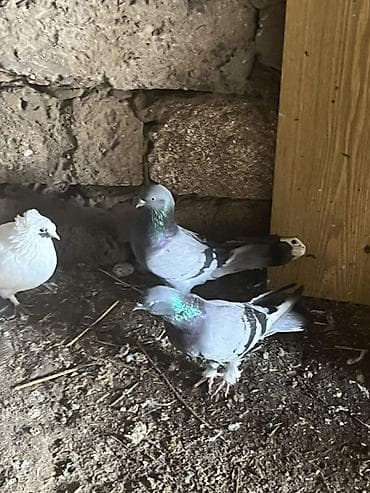 goyərcin evi: Cütüdülər təmiz göylərdi kəməri cütü 20m ünvan maştağa — 3