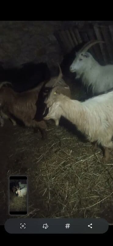 Akvariumlar: Qoyun-keçi sürüsü satılır - Növ: Keçi (erkək və dişi fərdlər görünür) — 6