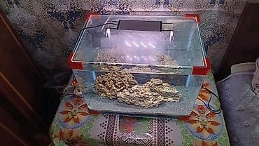 filter akvarium: Şüşə akvarium seti - Ölçü: təxmini 60×35×40 sm (50–60 litr həcmə — 5