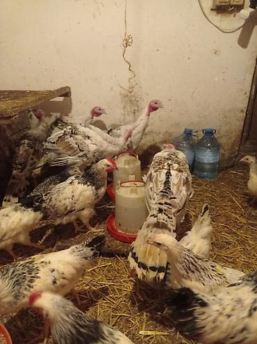 ordey satisi: Tam sağlam ve mayalı erkek hünduşqalar satılır 3-aylıqdılar.3-kiloya — 3