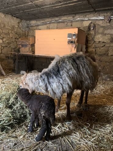 at və eşşəyin cütləşməsi: Boğaz Qoyunlar satılır 4 dənə.1də Ana bala qoyun satılır Ümumi 5 — 3