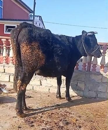 pişik balası satılır: Salam dostar bele bir duye satiram 3cu qarina doğacay 1 ayi qalir — 3