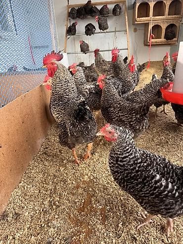 kənd toyuqlarının satışı: Toyuq, Damazlıq, Ödənişli çatdırılma — 1