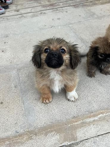 Pekines, 3 ay, Erkek, Ünvandan götürmə lalafo.az -da Pekines, 3 ay, Erkek, Ünvandan götürmə