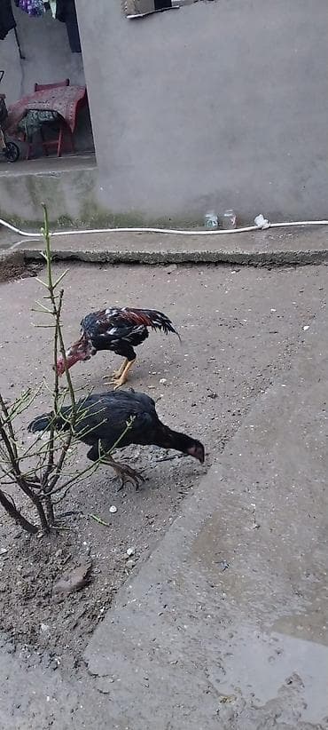 Heyvanlar: Çüt satilir ikisinin qiymeti 60 manat tam saglamdilar cavan — 4