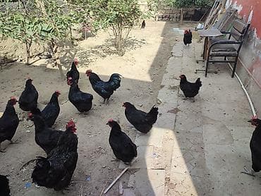quş adları: Salam akeykum avstralorp yumurtaları satılır təmiz qandi.istiyen olsa — 2