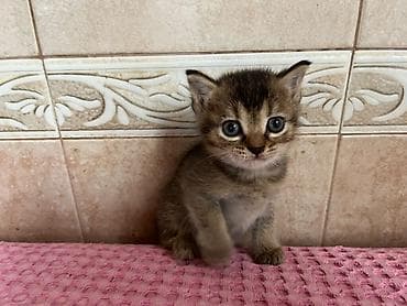 heyvan satışı: Qızıl şinşilla, Erkək, Dişi, Yaxşı əllərə, Ünvandan götürmə, Ödənişli çatdırılma — 3