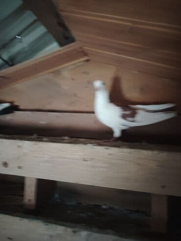 maraqli qus adlari: Cins göyərçinlər dəsti - Rənglər: ağ, ağ-qəhvəyi qarışıq — 8