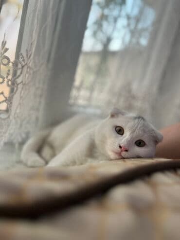 сиамская вислоухая кошка: Шотландская, В добрые руки — 1