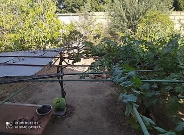 rest time novxani: 24 sot, Tikinti, Kupça (Çıxarış) — 3