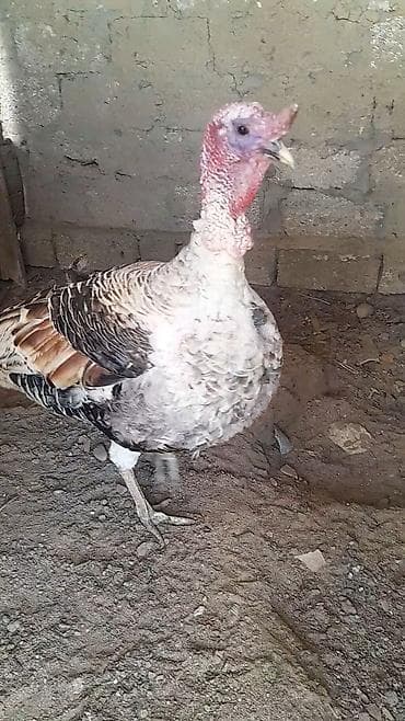 buzov satisi: Erkək, Damazlıq, Ünvandan götürmə — 2