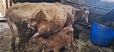 cins ineklerin satisi 2018: 4-cü qarın altında 20 günlük erkəy balanan sakit quzu kimi inək — 2