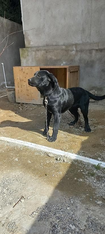 it haqqinda melumat: Labrador-retriver, 9 ay, Dişi, Peyvəndli, Ünvandan götürmə — 2