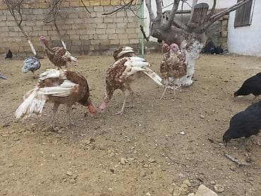 Птицы: Bronz rəngli hinduşkalar – təsərrüfat üçün sağlam, iri cüssəli quşlar — 1