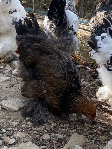 3 toyuq 3 gune 3 yumurta: Toyuq, Brama, Damazlıq — 1