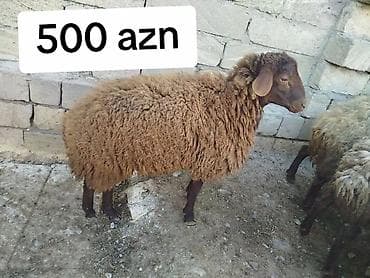 Mal-qara: Məhsul: Qəhvəyi rəngli qoç/toğlu - Yaşı: 11 ay - Çəkisi: diri — 1