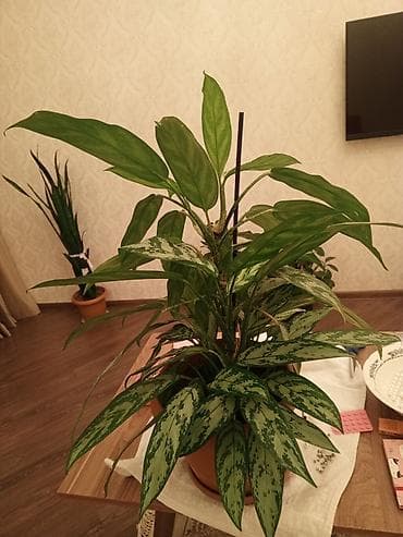 tuya bitkisi: Aglaonema (Çin həmişəyaşıl) – dekorativ yarpaqlı otaq bitkisi - Növ — 3