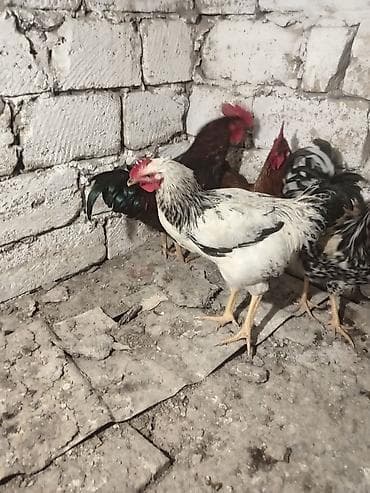 Məişət toyuqçuluğu üçün xoruzlar – müxtəlif rəng və tiplər - — 3