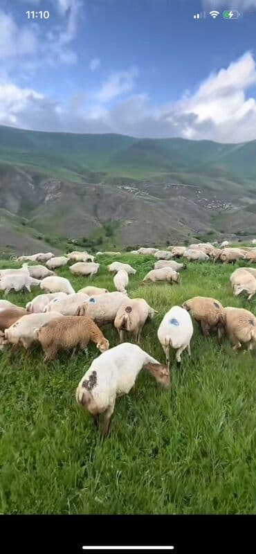 bakida cins ineklerin satisi: : Qoyun sürüsü
Alram 100 qoyunan 1000 başa kim — 1