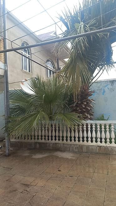 palma ağacları: Dekorativ palma ağacı satılır – böyük ölçülü, yelpikvari (fan-shaped) — 2