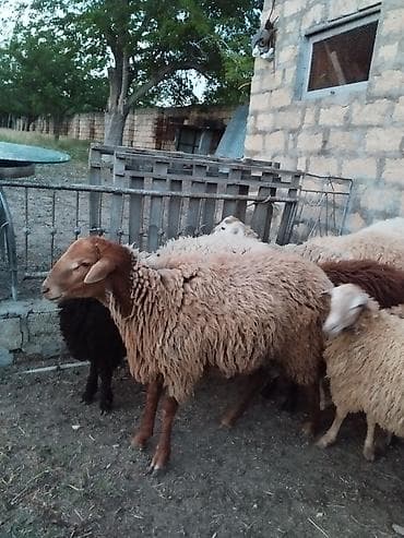 qoyun bazari: Salam qurbanlıq quzular satışa çıxıb.her cürə hər çəkidə var qiymətlər — 2