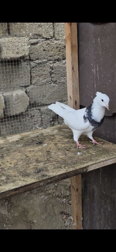 şahin quşunun qiyməti: İran göyərçinləri satılır qiymətlər müxtəlifdi 15 manatdan 50 manata — 2