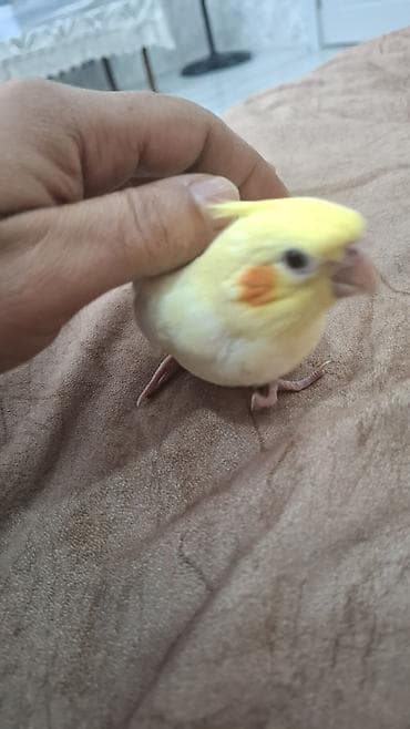 katibə quşu: Salam. 1 ay 10 gunluk karella balasi. Tam saglam. Oz qusumun balasidi — 1