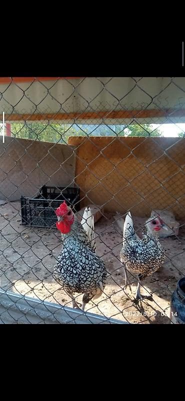 xamyak qəfəs: Toyuq, Damazlıq — 3