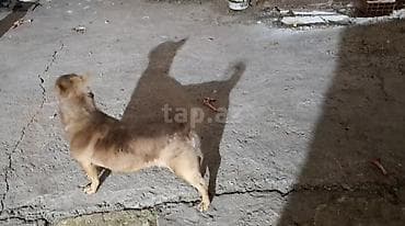 zvanok iti satışı: Zvanok temiz cix kuce ityle sef salmayin boyu cox balcdi cox aktiv — 4
