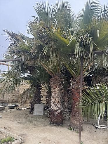 banan ağacı: 10 eded satılır hamsı fıkırı cıddı olan zeng etsın qıymetde razılaşma — 4