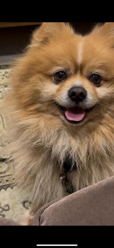 Gəmiricilər: AXTARILIR. Binəqədi İcra Hakimiyyətinin yanındakı məhlələrdən birində — 3