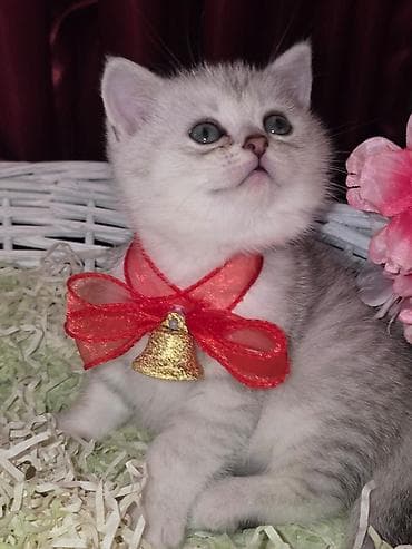 balaca cucə: Britan — 4