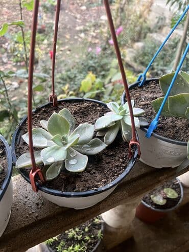 aloe vera satışı: Her nov guler var endirimnen verecem Gencedi istiyen yazsin satiş — 63