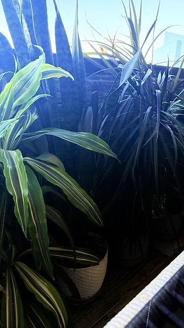pul getiren guller: Böyük ölçülü otaq bitkiləri dəsti 1ededi 40 manatdi - Növ: Dracaena — 5