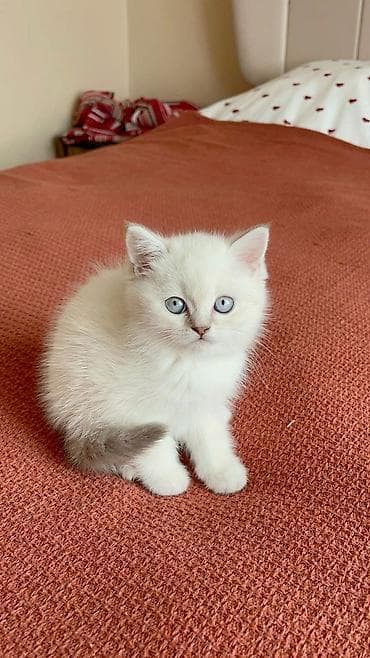 heyvan paltarı: Britan, Erkək, Yaxşı əllərə, Ödənişli çatdırılma — 1