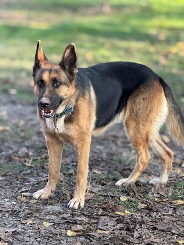 avcarka balası: Alman çoban iti, 1 ay, Erkek, Ünvandan götürmə — 6