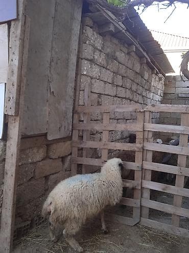 qoyun sortlari: Qurbanlığa yarayan Erkey quzu 240 manatdi — 4