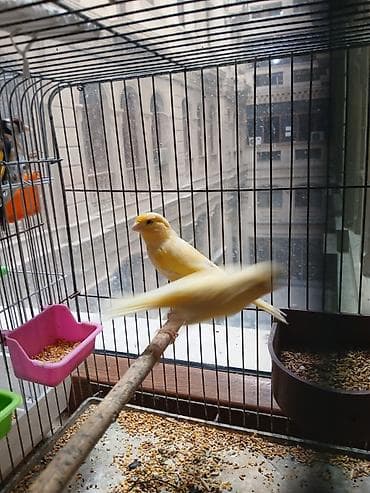 ev sicani: Məhsul: İki quş və qəfəs dəsti - Amadin . bulbul . valnisti . korella — 7