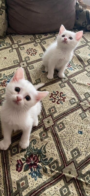 где можно купить котенка: Dişi, Yaxşı əllərə — 3