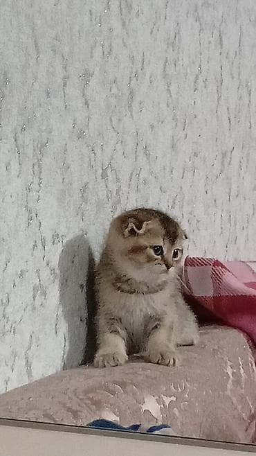шотландский вислоухий котенок: Шотландская, Самка, Самец, В добрые руки, Платная доставка, Самовывоз — 2