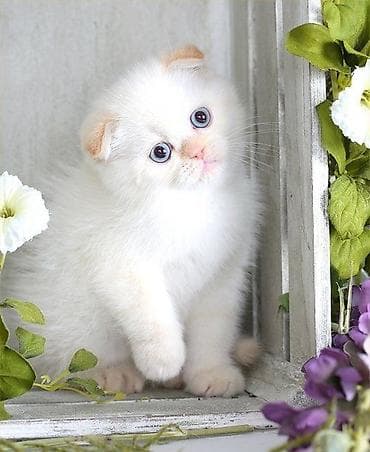 Шотладская вислоухая — 2
