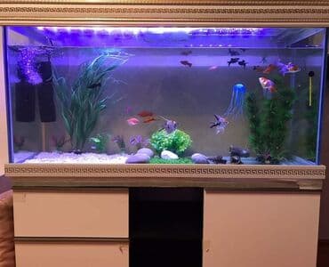 барои сина калон шудан: Аквариум-шкаф, Пустой, 300 л, Самовывоз — 1